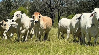 Oakey Creek, Brindle Hill & Chipley QLD