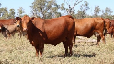 Highland Plains QLD