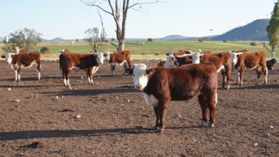 Kiaora NSW