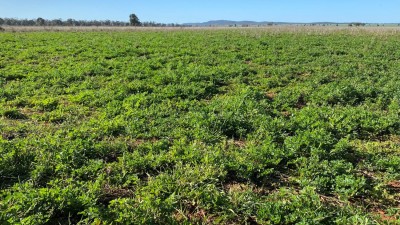 Yarrawong Aggregation NSW