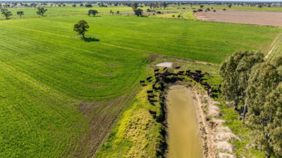 Lynbrae Aggregation NSW