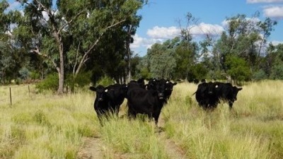 Stoney Ridge NSW