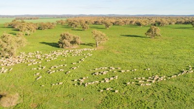 Sunshine Farms Aggregation NSW
