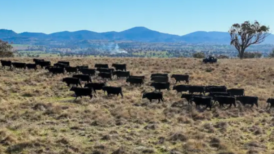 Tarwarri NSW