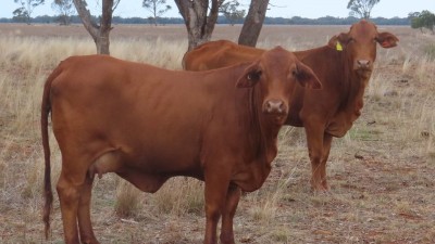Wirchilleba NSW