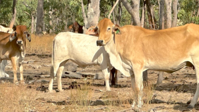 King River Station NT