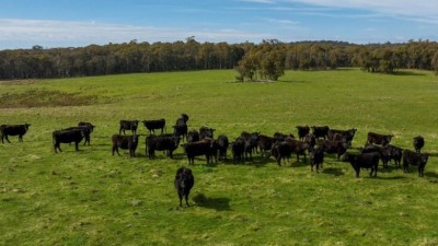 Scrubbers Bedden NSW