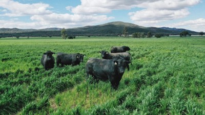 Sylvania Aggregation NSW