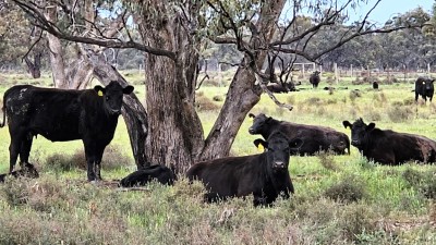 Werai Station NSW