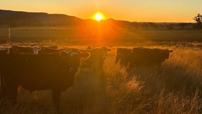Wyuna Aggregation NSW