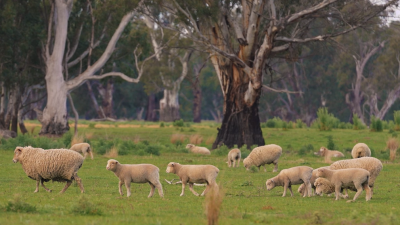 Bareena NSW