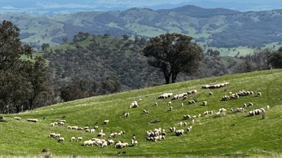 Mt Oberne Aggregation NSW