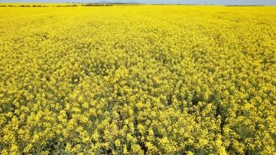 Shooters Hill Aggregation WA