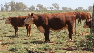 Honeymah and Wongalee QLD