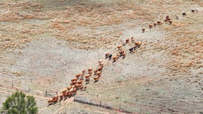 Lee Grazing Farm QLD