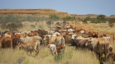 Kimberley Cattle Portfolio WA