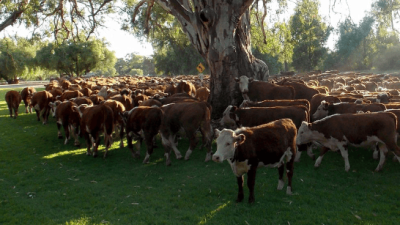 Australian Food & Agriculture Company portfolio