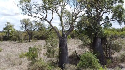 Bucket Gully QLD