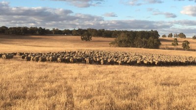 Cherylton Farms WA