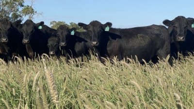 Guildford Aggregation NSW