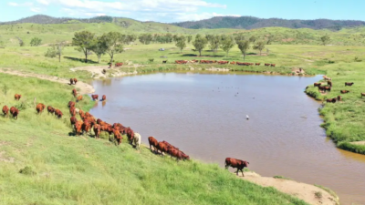 Morbank QLD