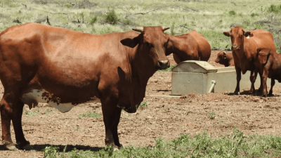 Barragunda QLD