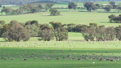 Kalmer Pastoral WA
