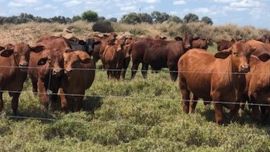 Mayfield QLD
