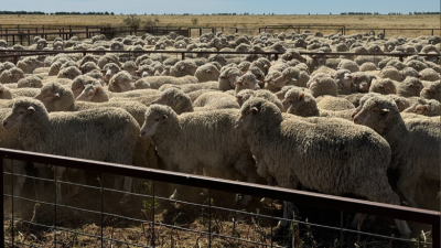 Woorilla Aggregation NSW