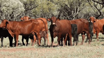 Hayfield QLD