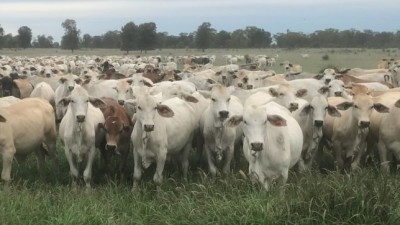 Minna Billa Aggregation QLD