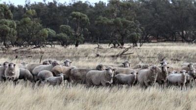 Toora Station NSW