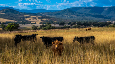 Tuwinga NSW