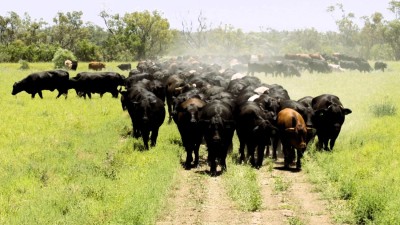 Eltham Aggregation QLD