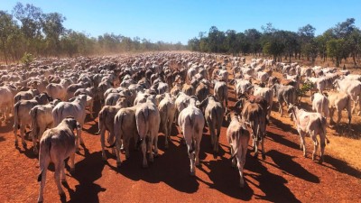 Mutton Hole & Oakland Park QLD