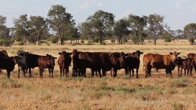 Owen Downs NSW