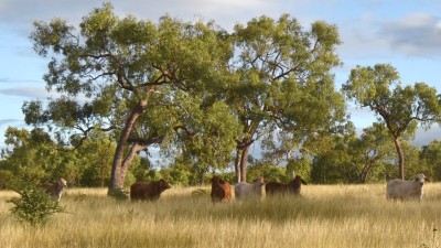 Ray Scott Pastoral Company QLD