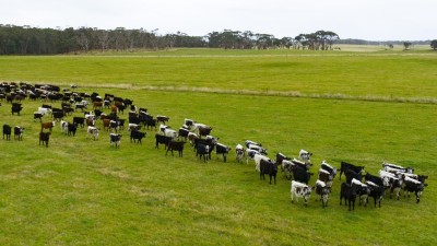 Westmore TAS