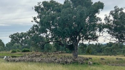 Cheviot Hills NSW