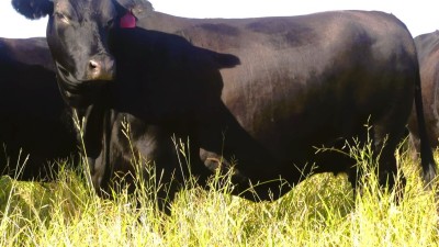 Moriah QLD