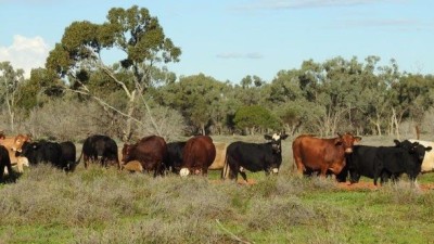 Mulga Downs QLD