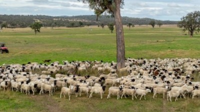 Romani NSW