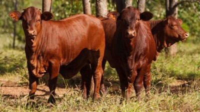 South Coogoon QLD