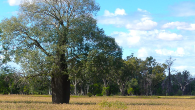 Broadmarsh QLD