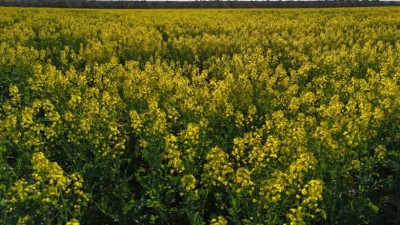 Alcheringa Aggregation WA