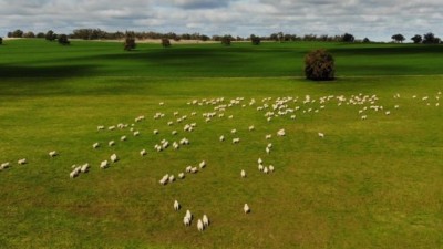 Ashford Heath NSW