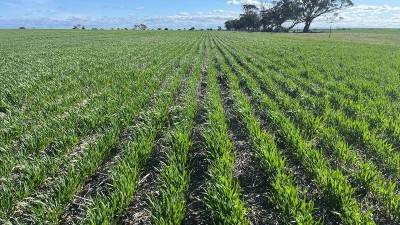 Linthorpe WA