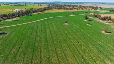 Wangamong Aggregation NSW