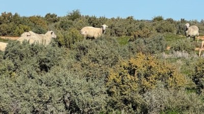 Yerrinbool NSW