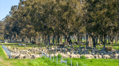 Balmullin Aggregation VIC